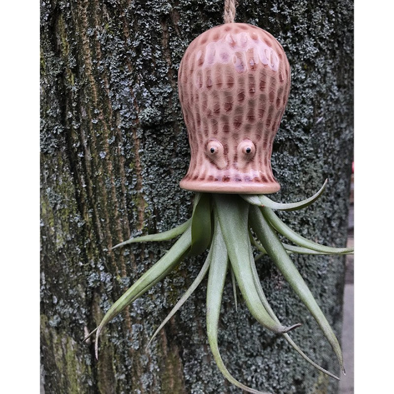 Air Plant Holder RAY