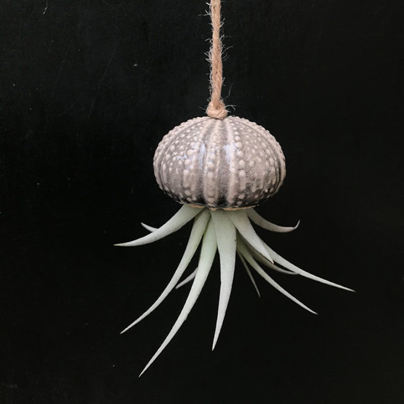 Air Plant Holder KITO