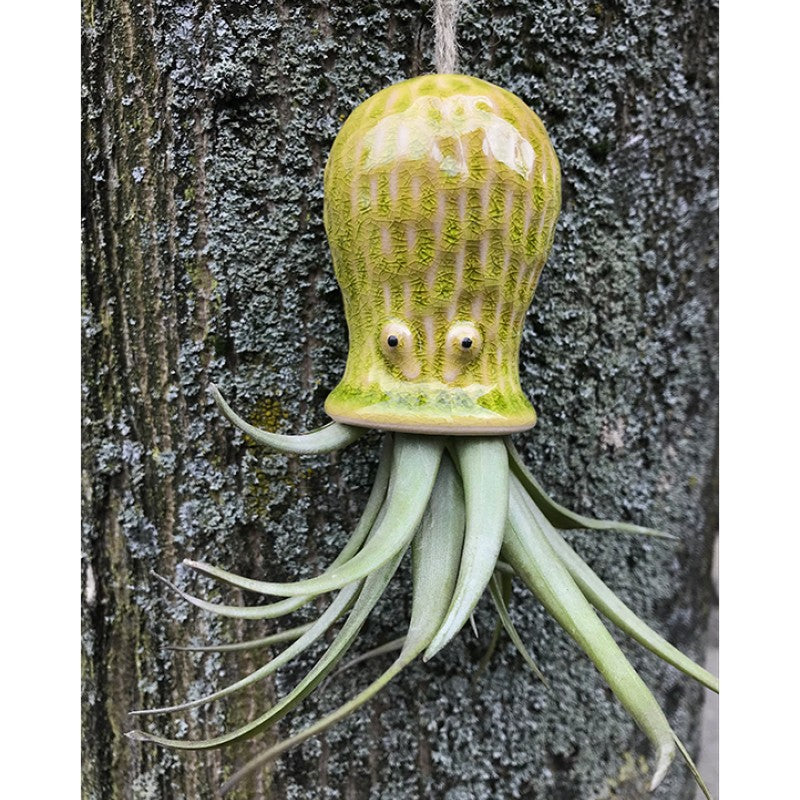 Air Plant Holder RAY