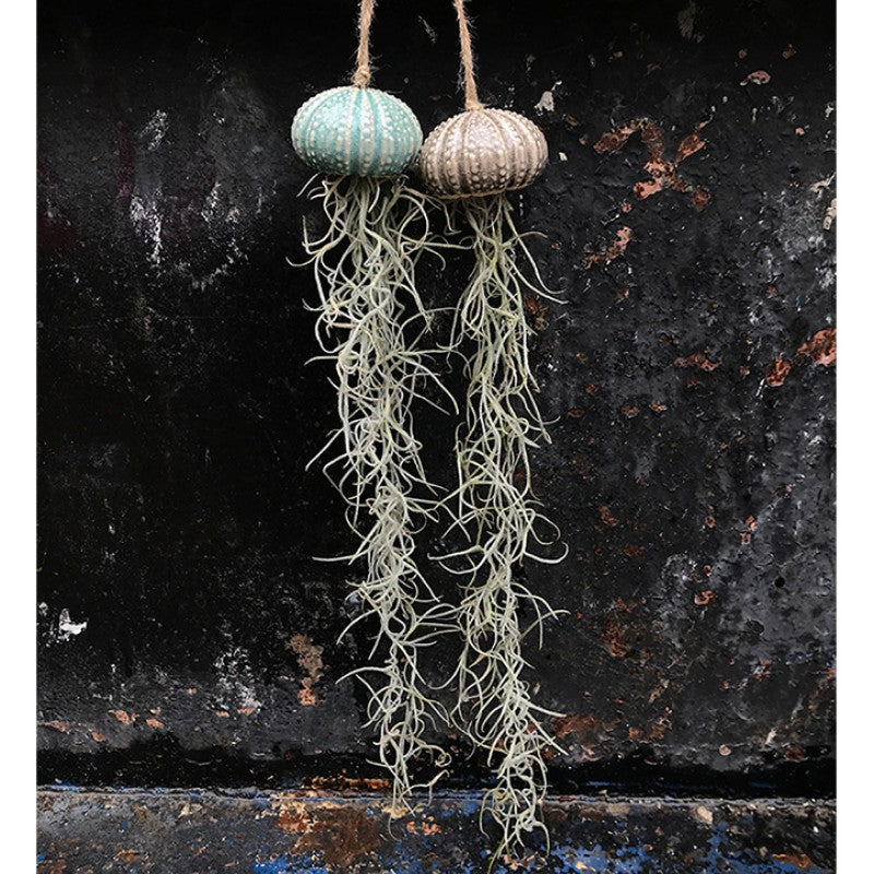 Air Plant Holder KITO