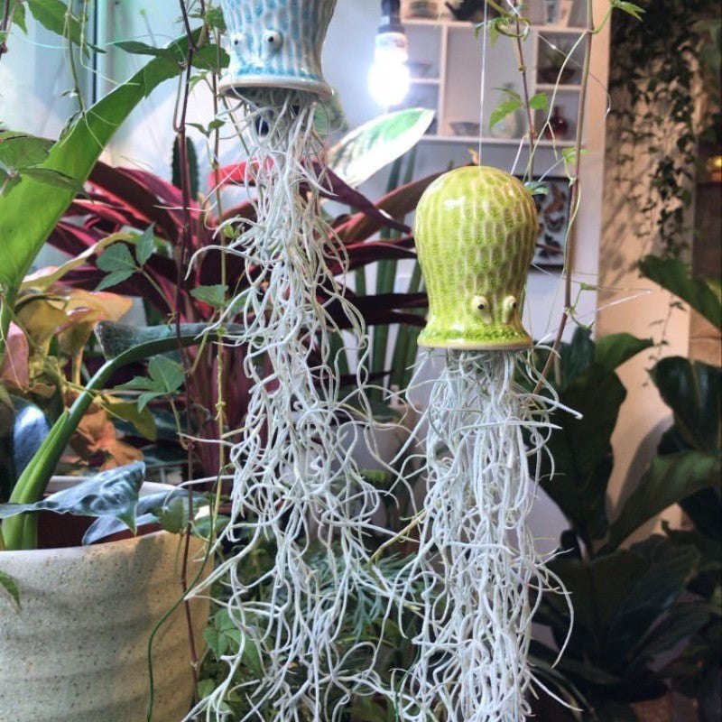 Air Plant Holder RAY