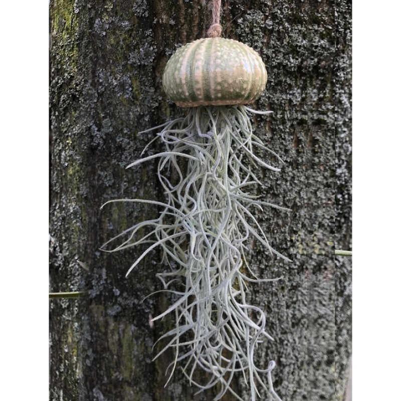 Air Plant Holder KITO