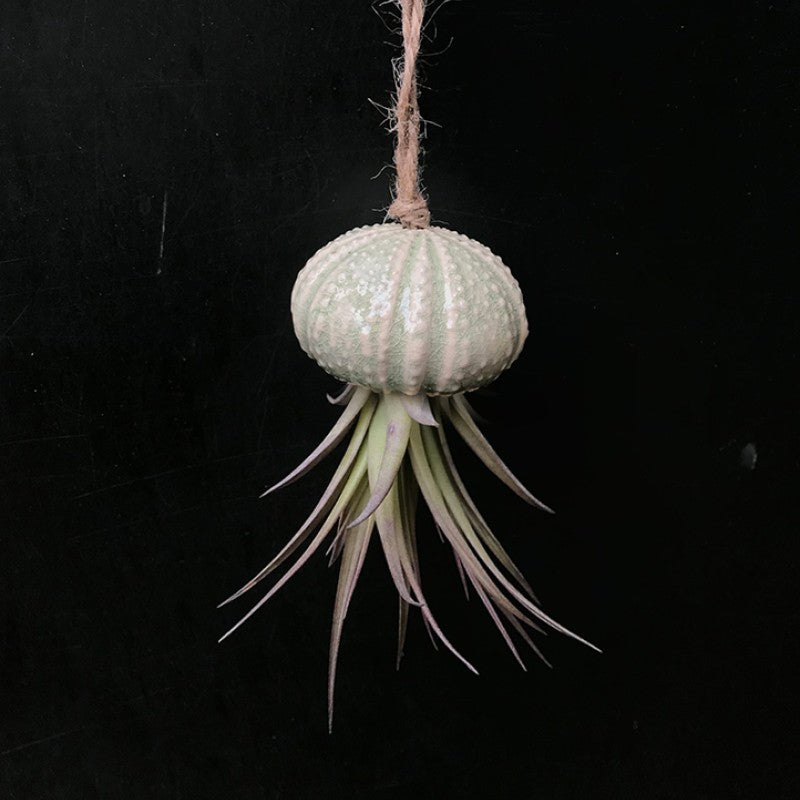 Air Plant Holder KITO