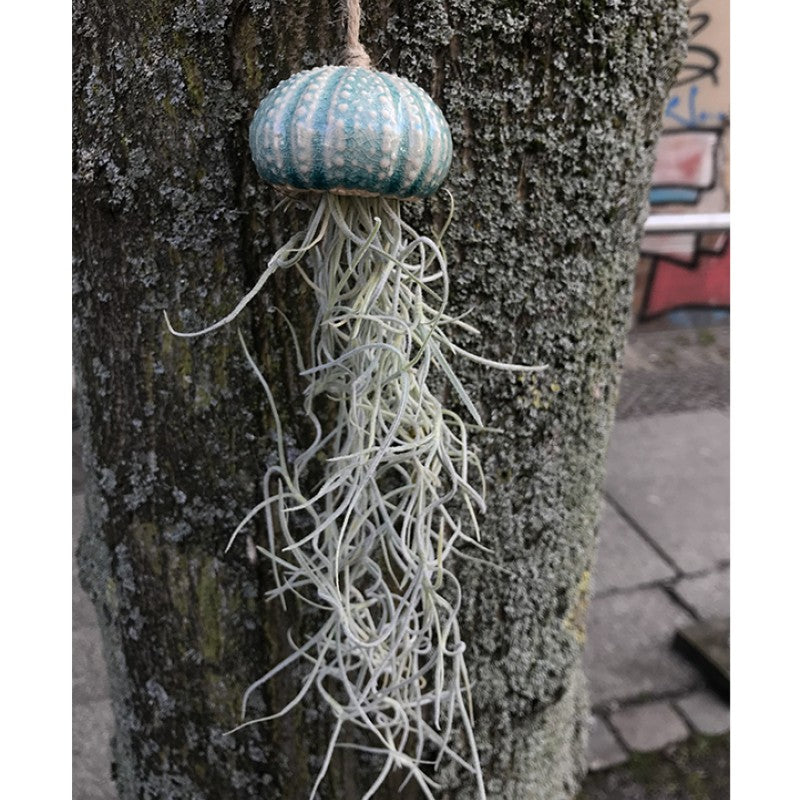Air Plant Holder KITO