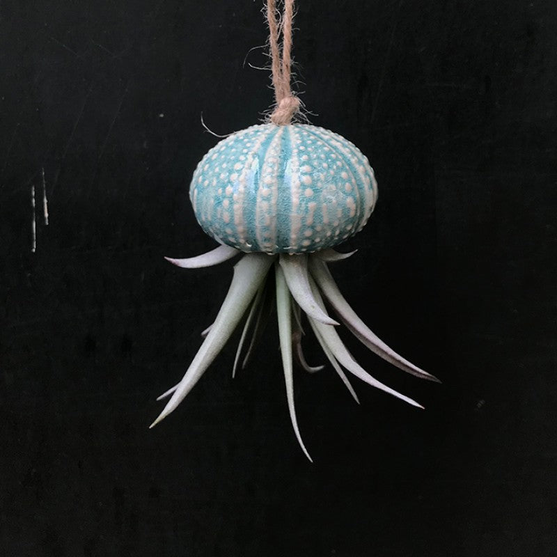 Air Plant Holder KITO