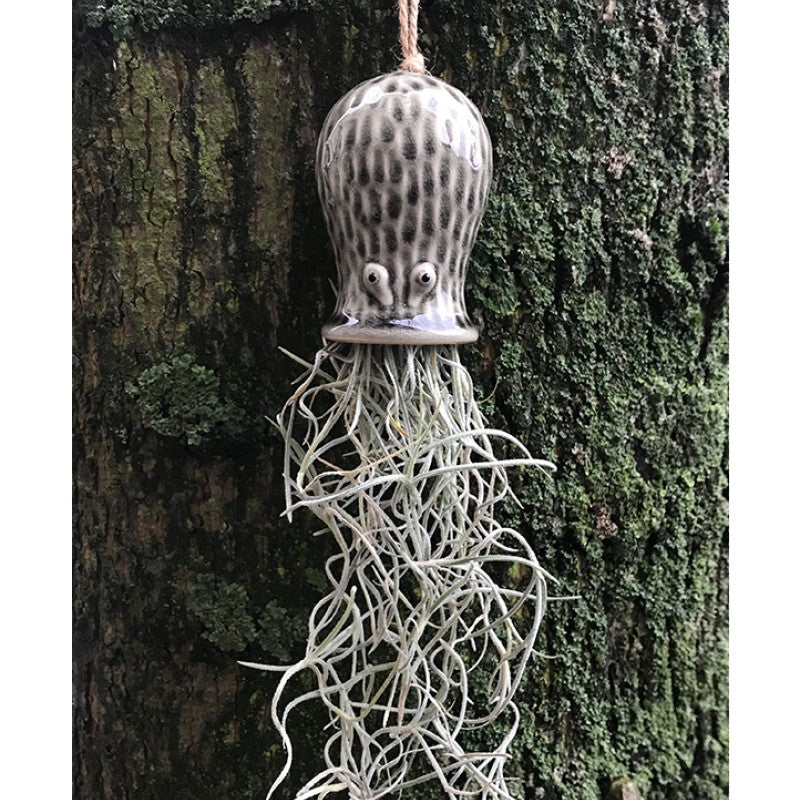 Air Plant Holder RAY