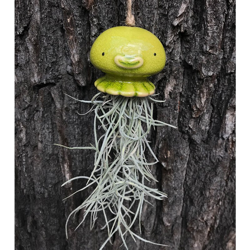 Air Plant Holder NONO
