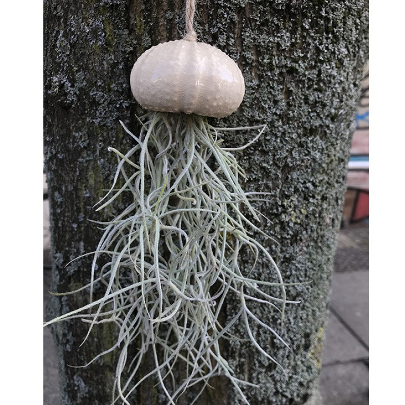 Air Plant Holder KITO