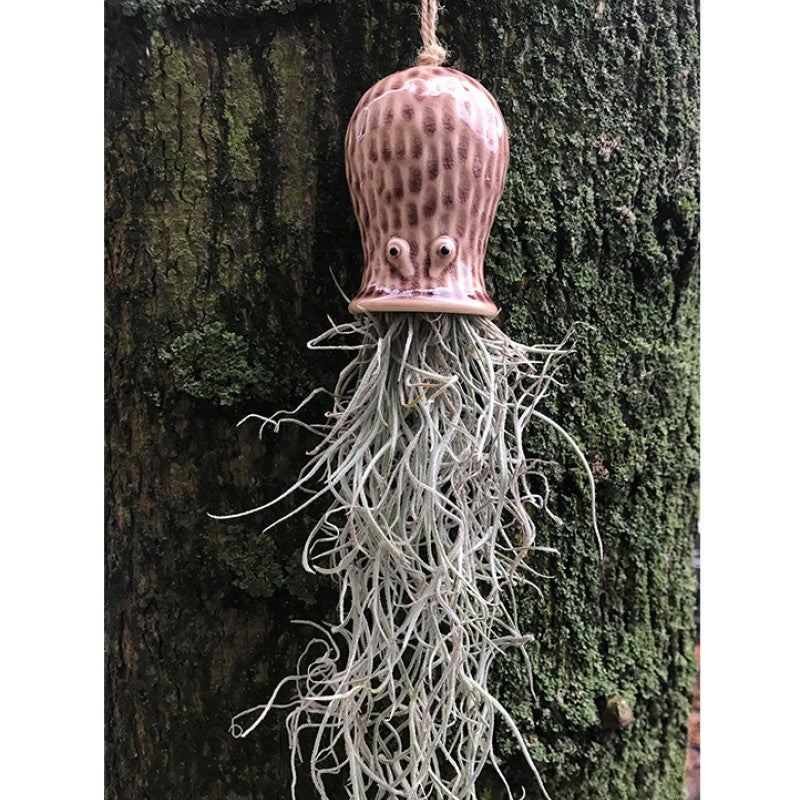 Air Plant Holder RAY