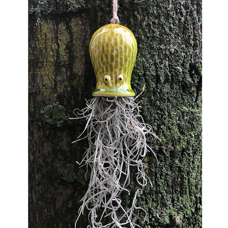 Air Plant Holder RAY