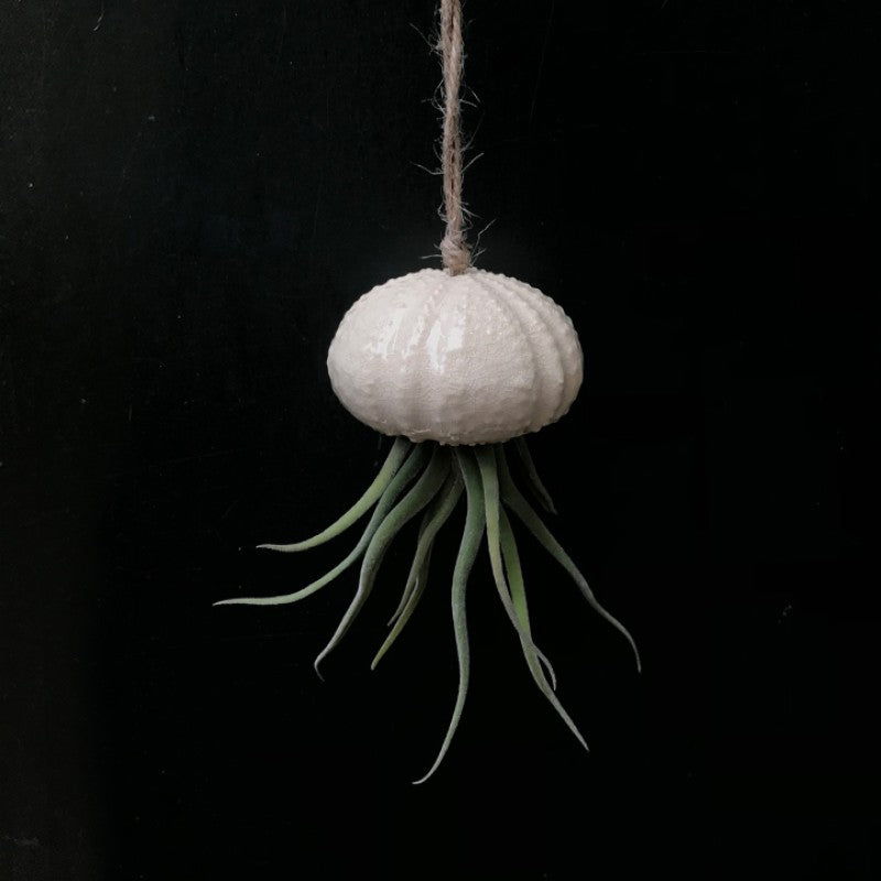 Air Plant Holder KITO
