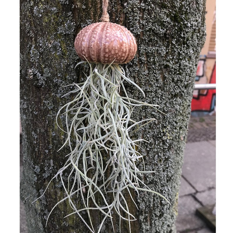 Air Plant Holder KITO