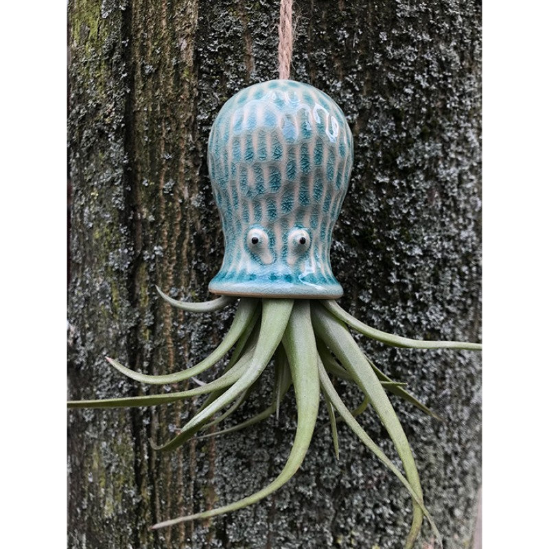 Air Plant Holder RAY