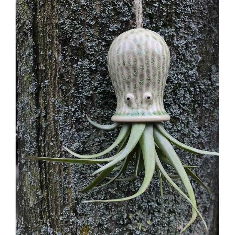 Air Plant Holder RAY