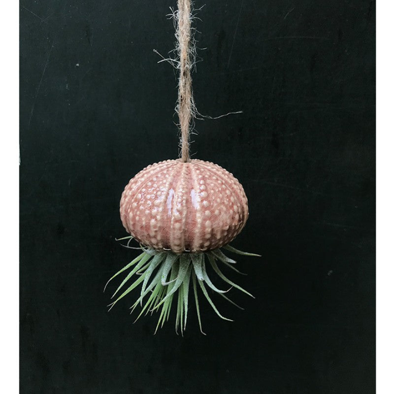 Air Plant Holder KITO