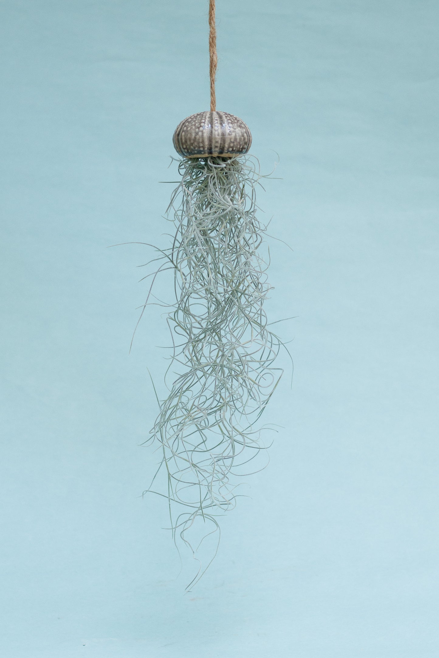 Keramik Luftpflanzenhalter „KITO“ – Qualle mit Tillandsia