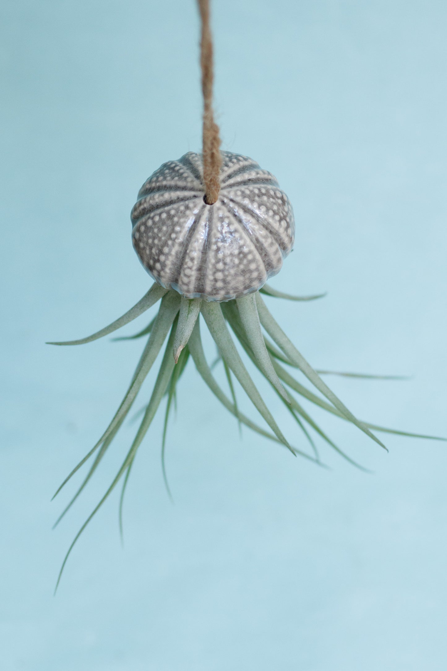 Keramik Luftpflanzenhalter „KITO“ – Qualle mit Tillandsia