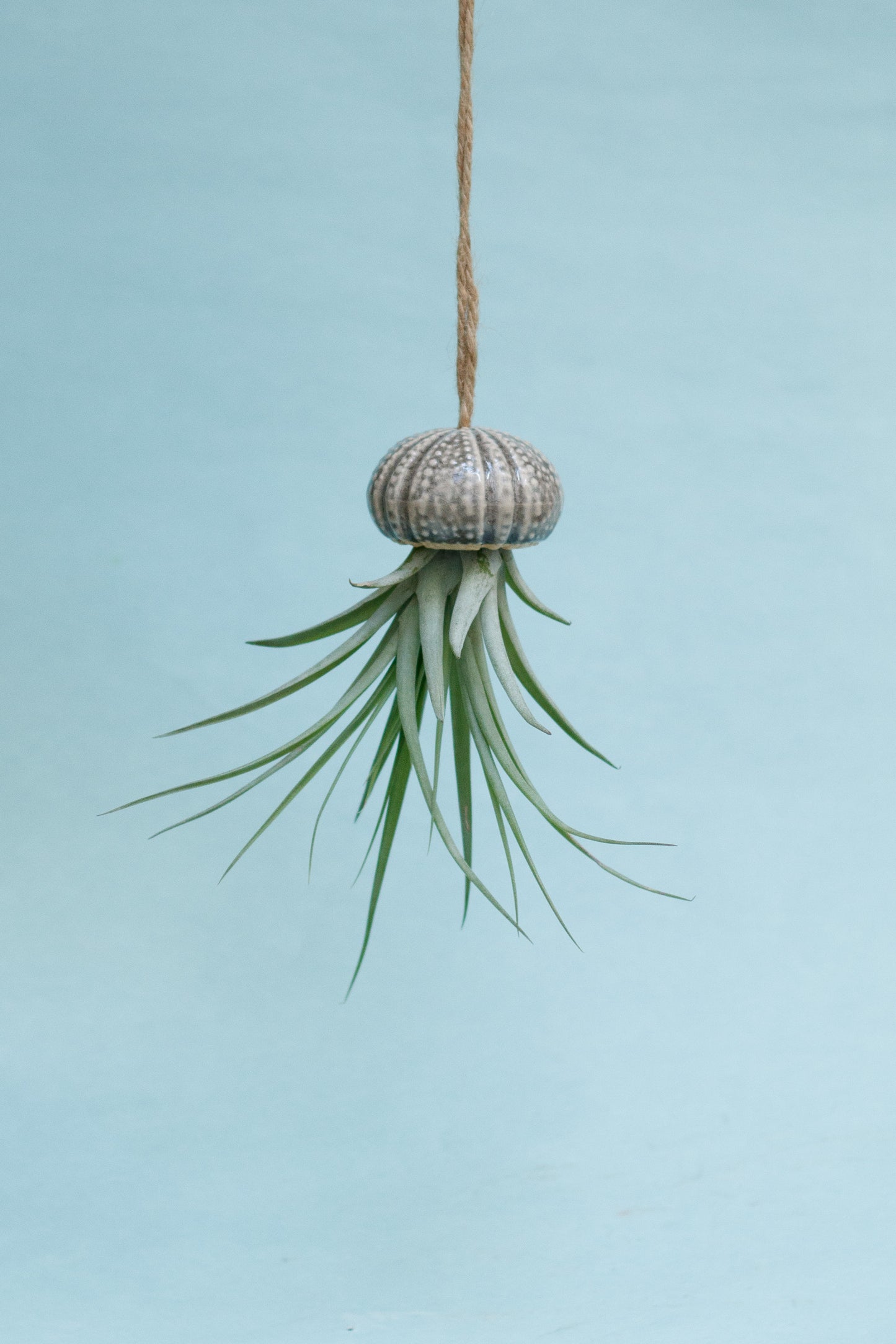 Keramik Luftpflanzenhalter „KITO“ – Qualle mit Tillandsia