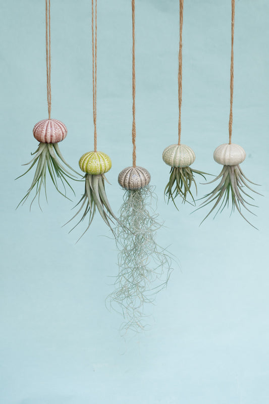 Keramik Luftpflanzenhalter „KITO“ – Qualle mit Tillandsia