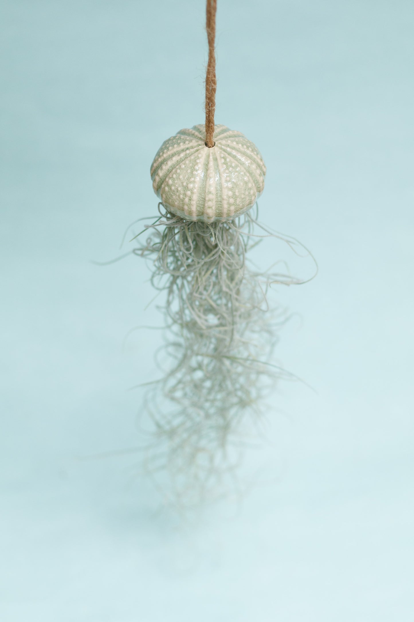 Keramik Luftpflanzenhalter „KITO“ – Qualle mit Tillandsia