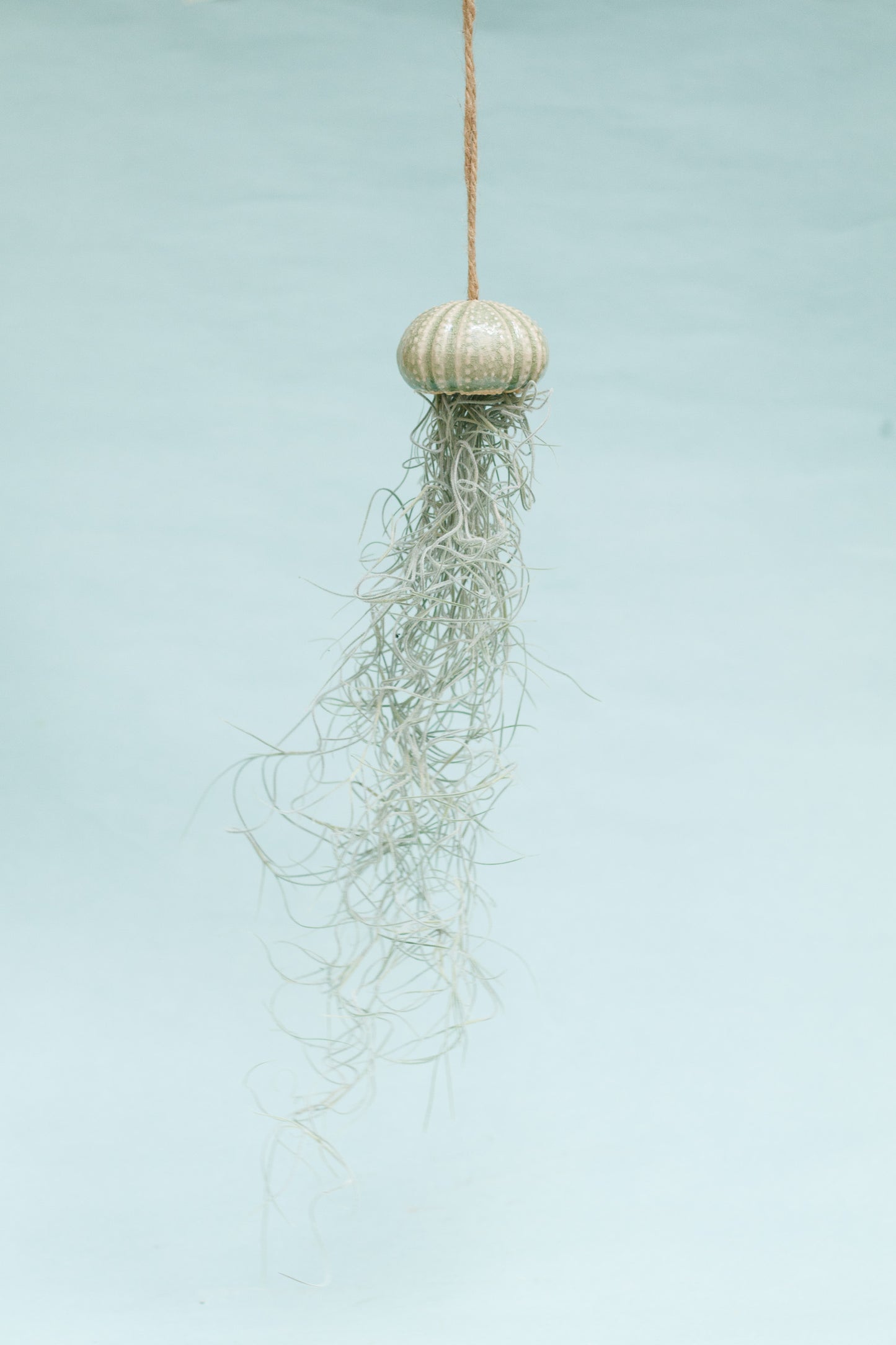 Keramik Luftpflanzenhalter „KITO“ – Qualle mit Tillandsia