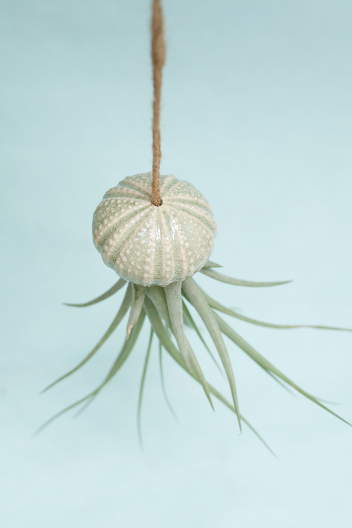 Keramik Luftpflanzenhalter „KITO“ – Qualle mit Tillandsia