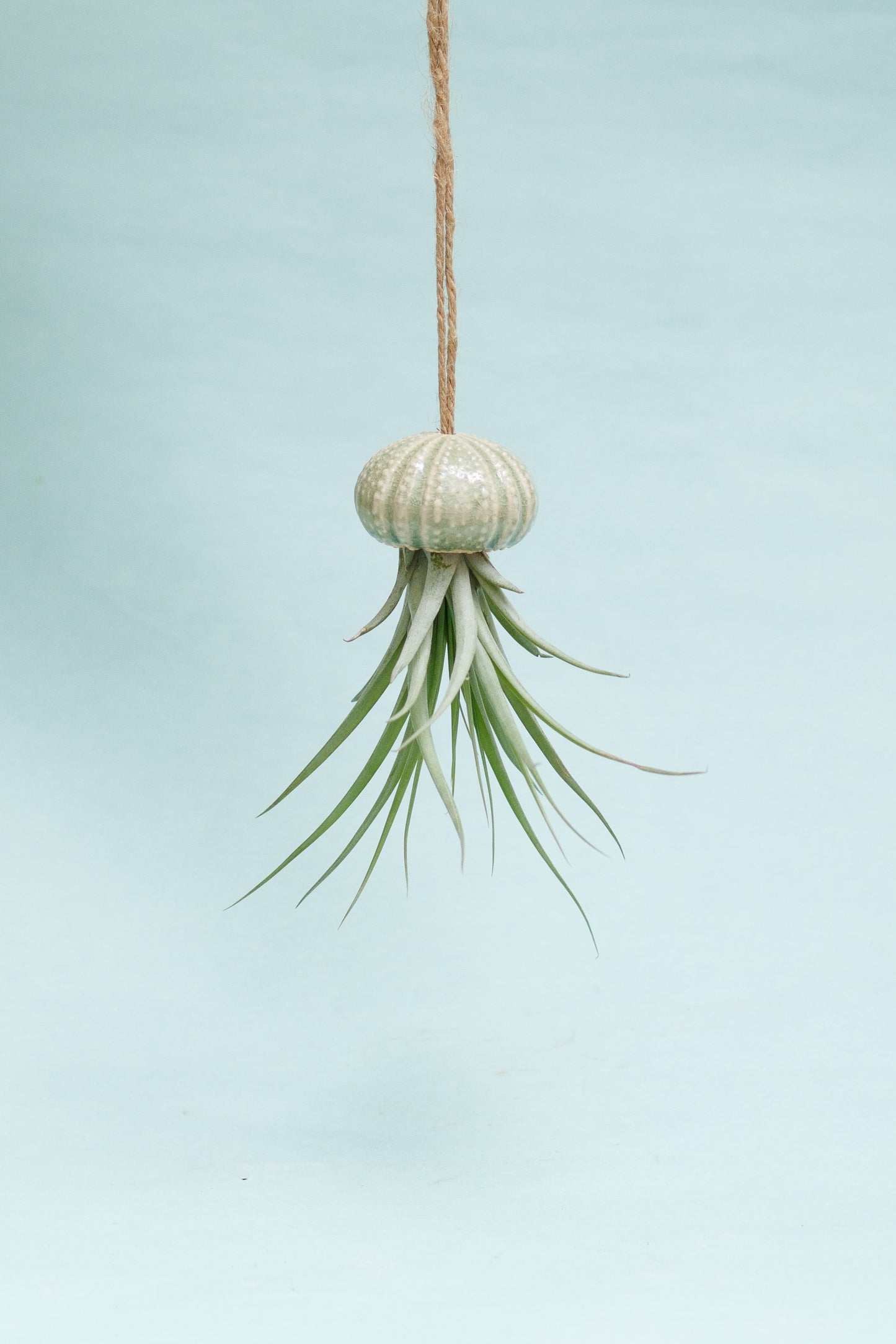 Keramik Luftpflanzenhalter „KITO“ – Qualle mit Tillandsia