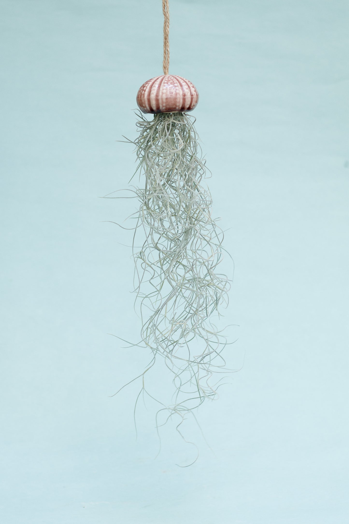 Keramik Luftpflanzenhalter „KITO“ – Qualle mit Tillandsia