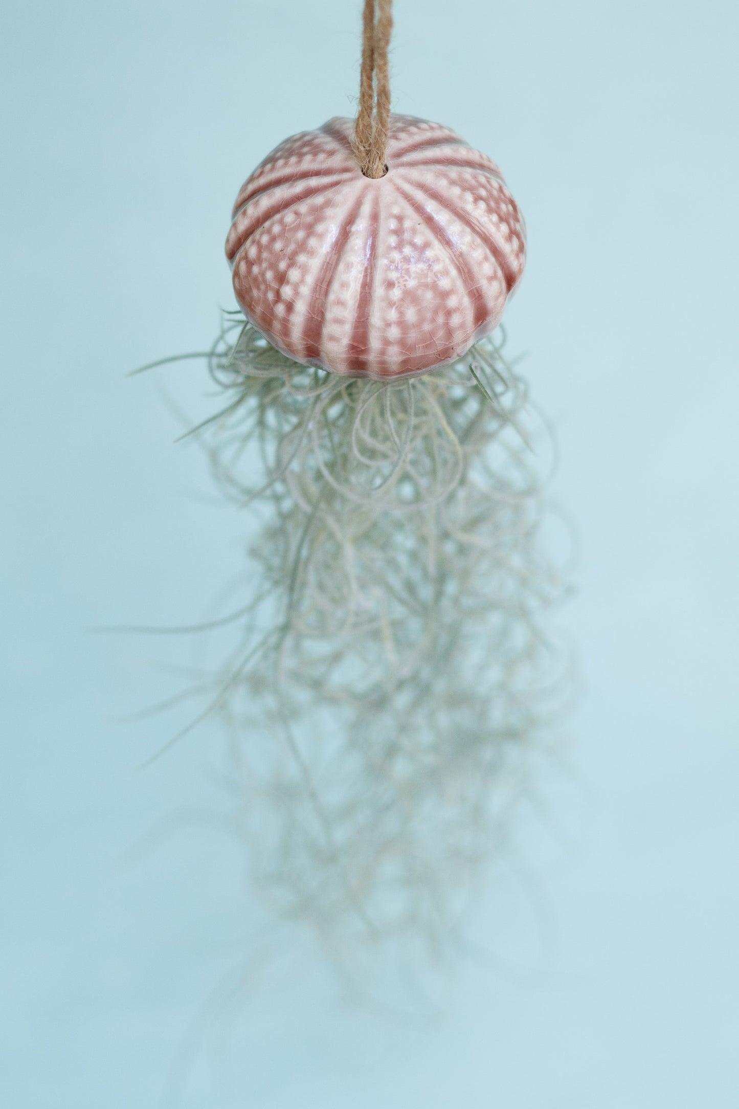 Keramik Luftpflanzenhalter „KITO“ – Qualle mit Tillandsia