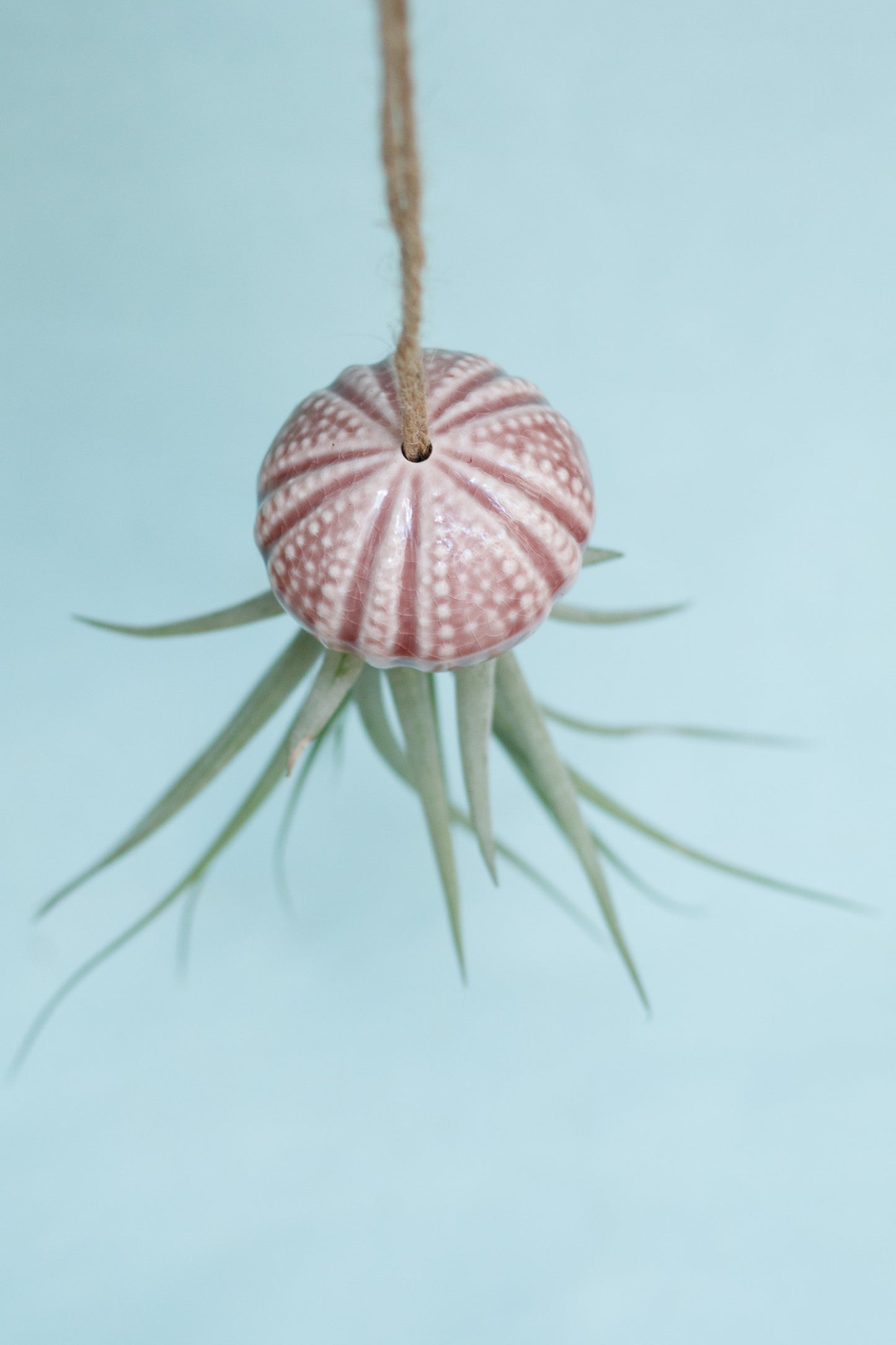 Keramik Luftpflanzenhalter „KITO“ – Qualle mit Tillandsia