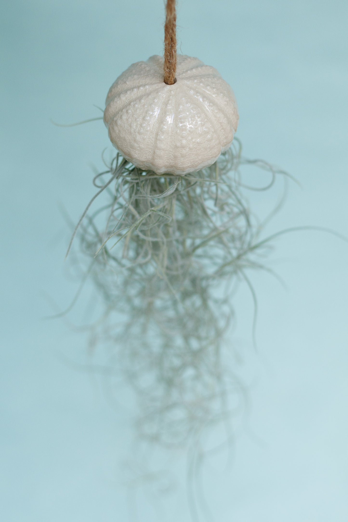 Keramik Luftpflanzenhalter „KITO“ – Qualle mit Tillandsia