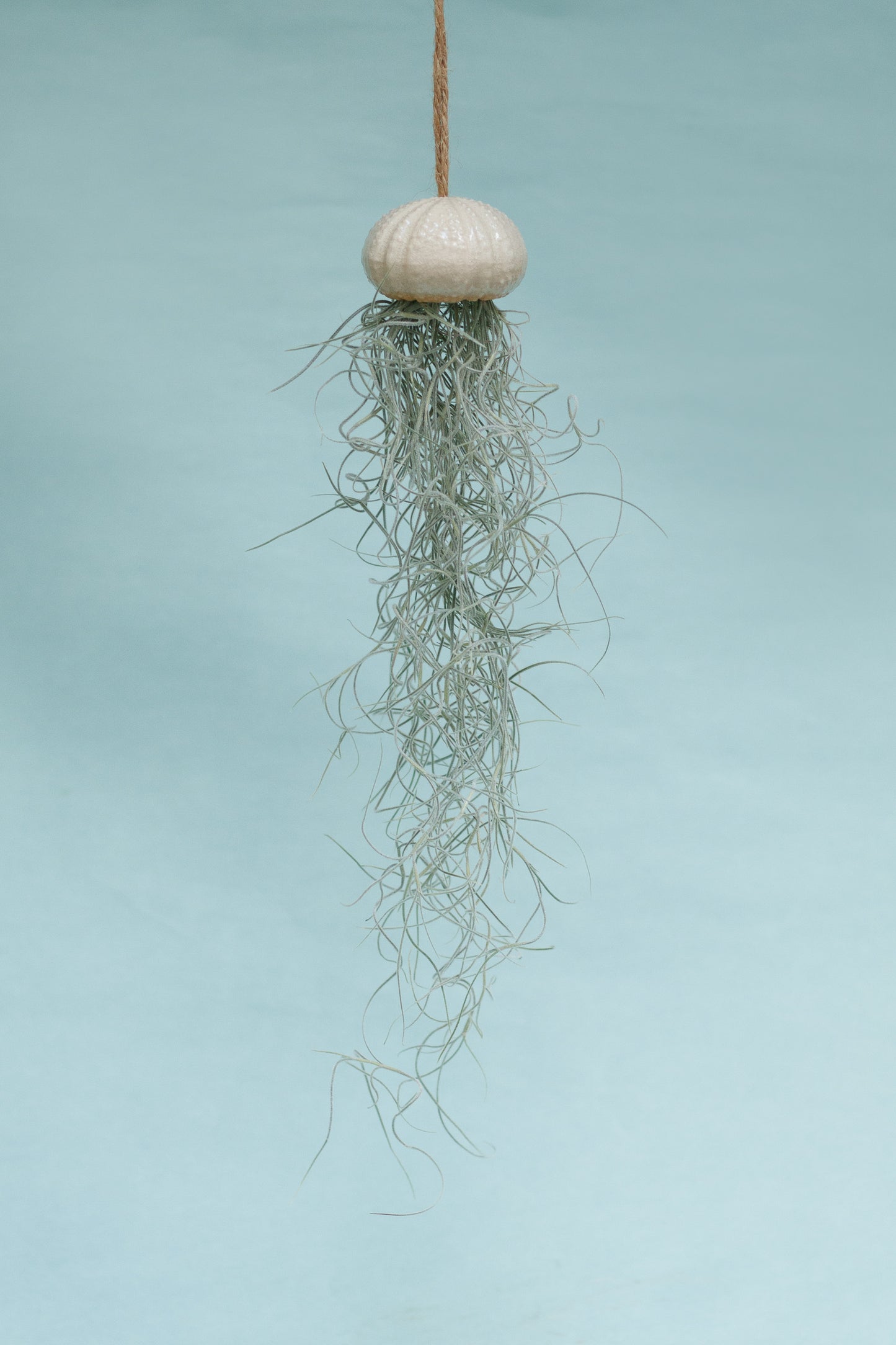 Keramik Luftpflanzenhalter „KITO“ – Qualle mit Tillandsia