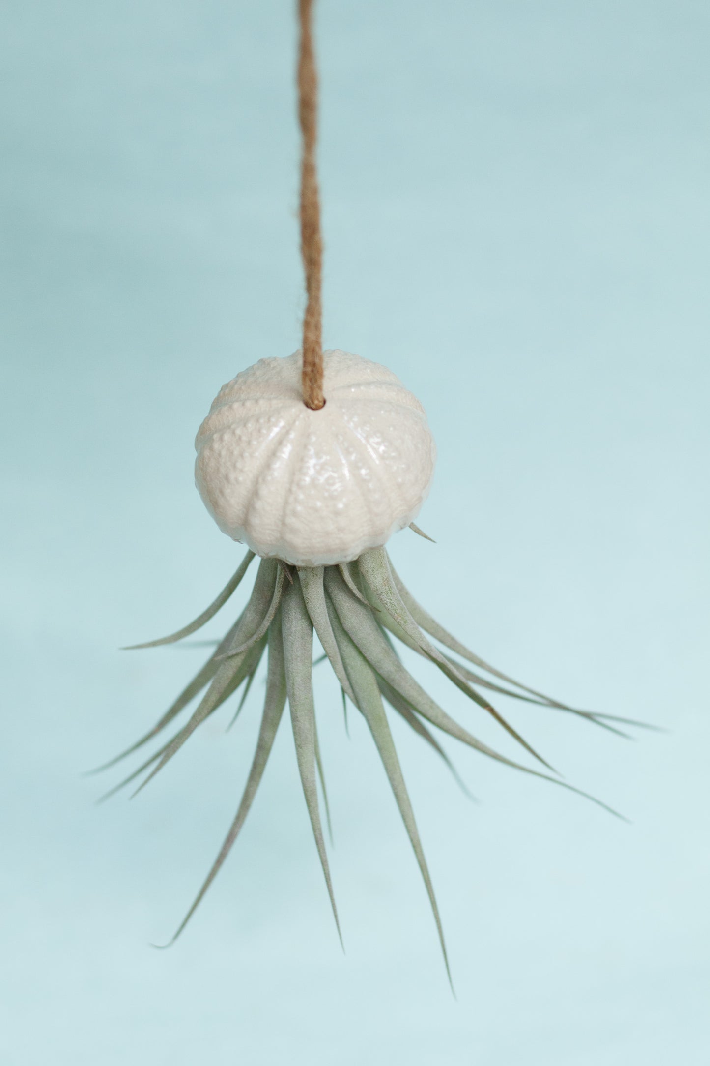 Keramik Luftpflanzenhalter „KITO“ – Qualle mit Tillandsia