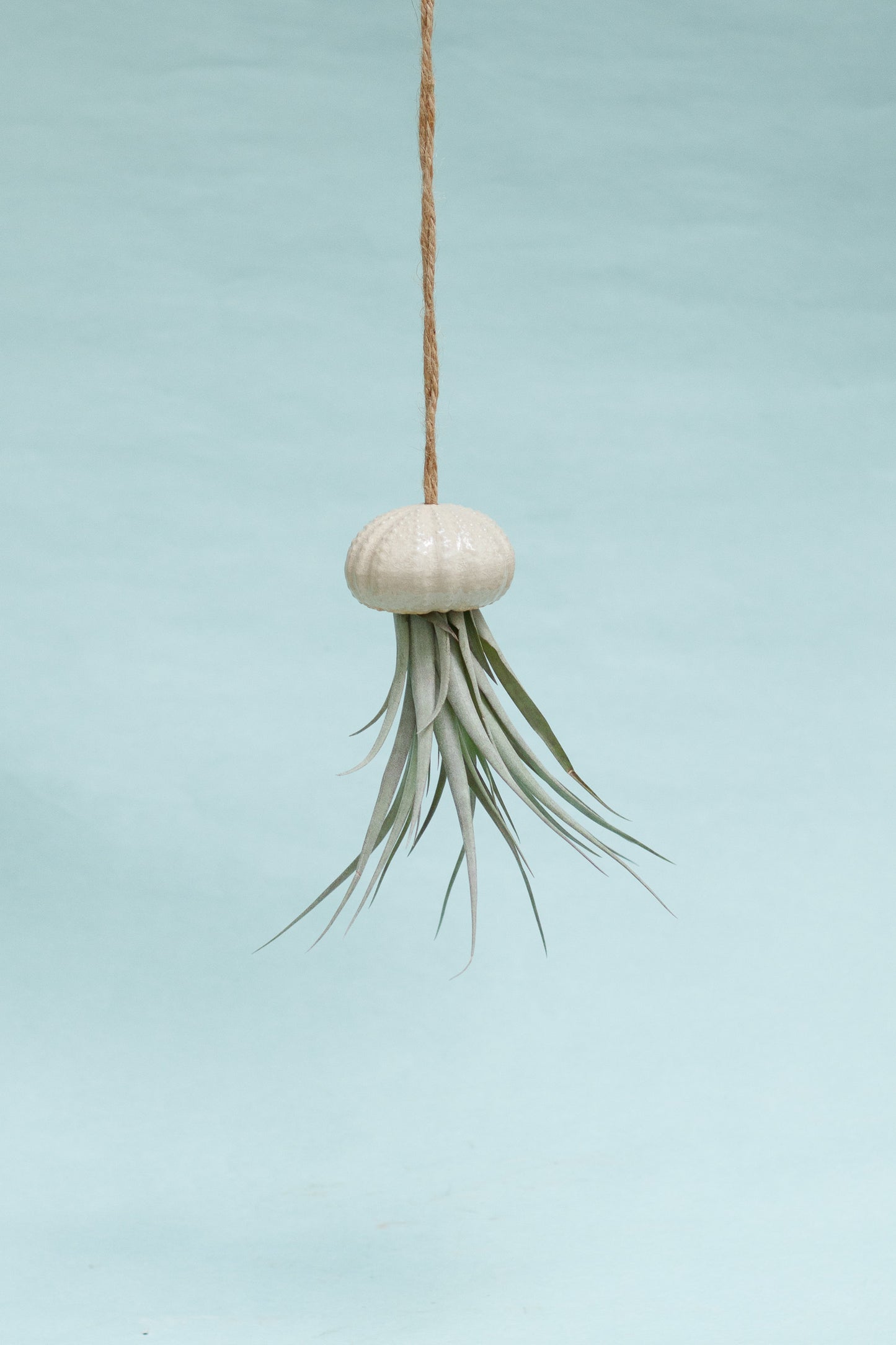 Keramik Luftpflanzenhalter „KITO“ – Qualle mit Tillandsia