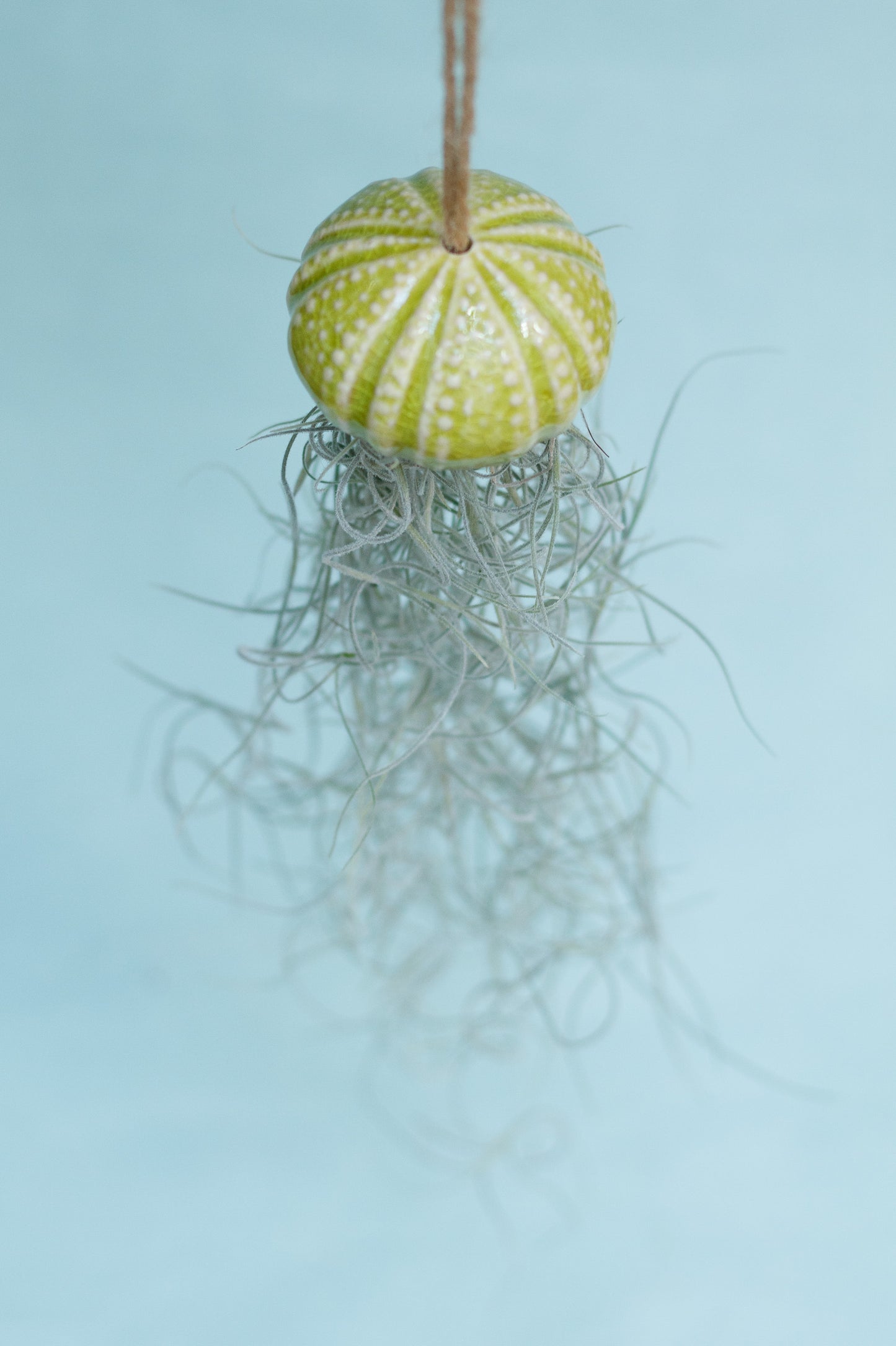 Keramik Luftpflanzenhalter „KITO“ – Qualle mit Tillandsia