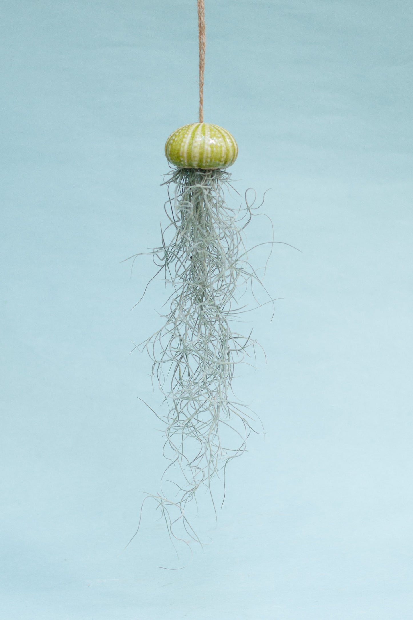 Keramik Luftpflanzenhalter „KITO“ – Qualle mit Tillandsia