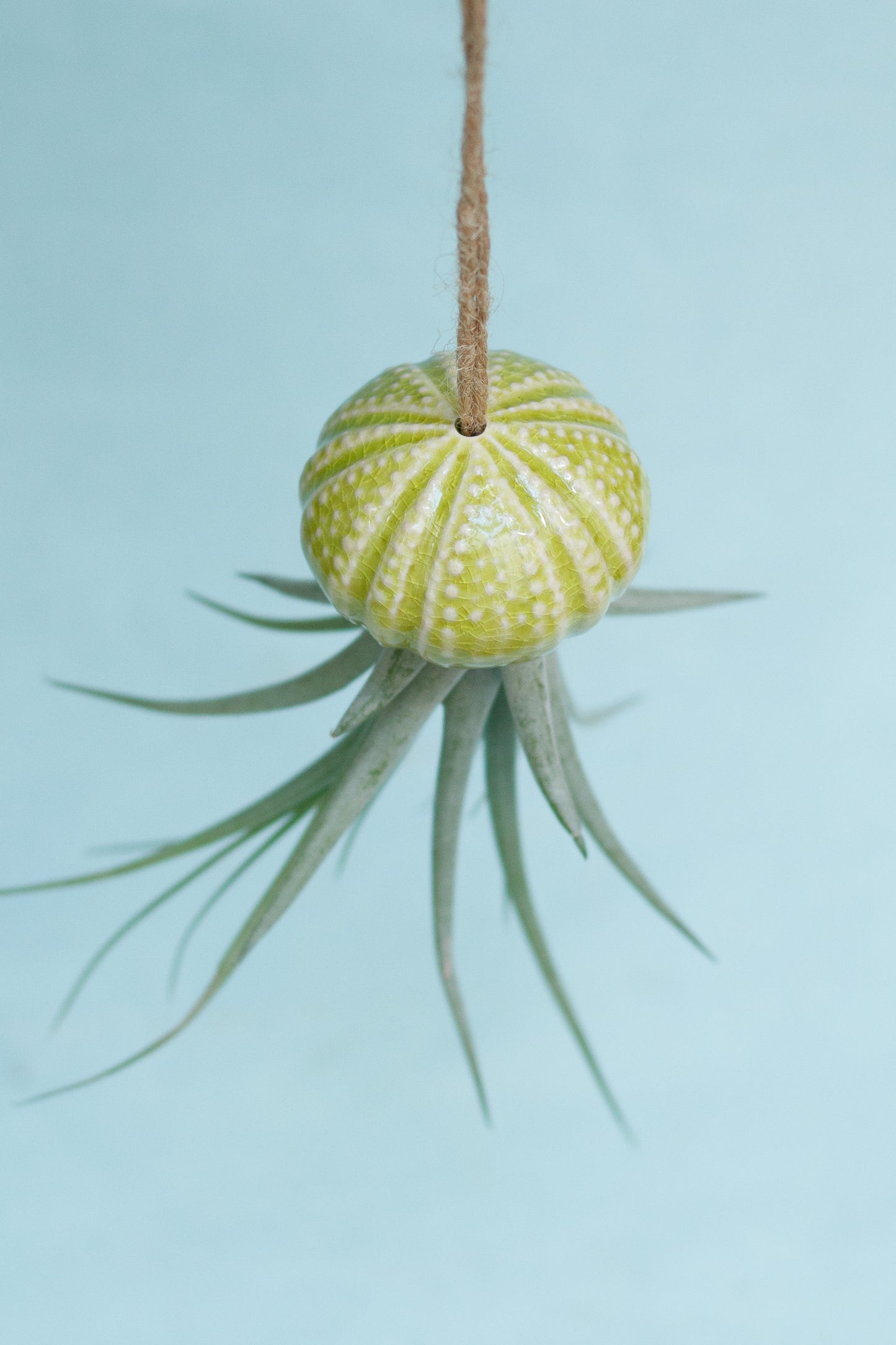 Keramik Luftpflanzenhalter „KITO“ – Qualle mit Tillandsia