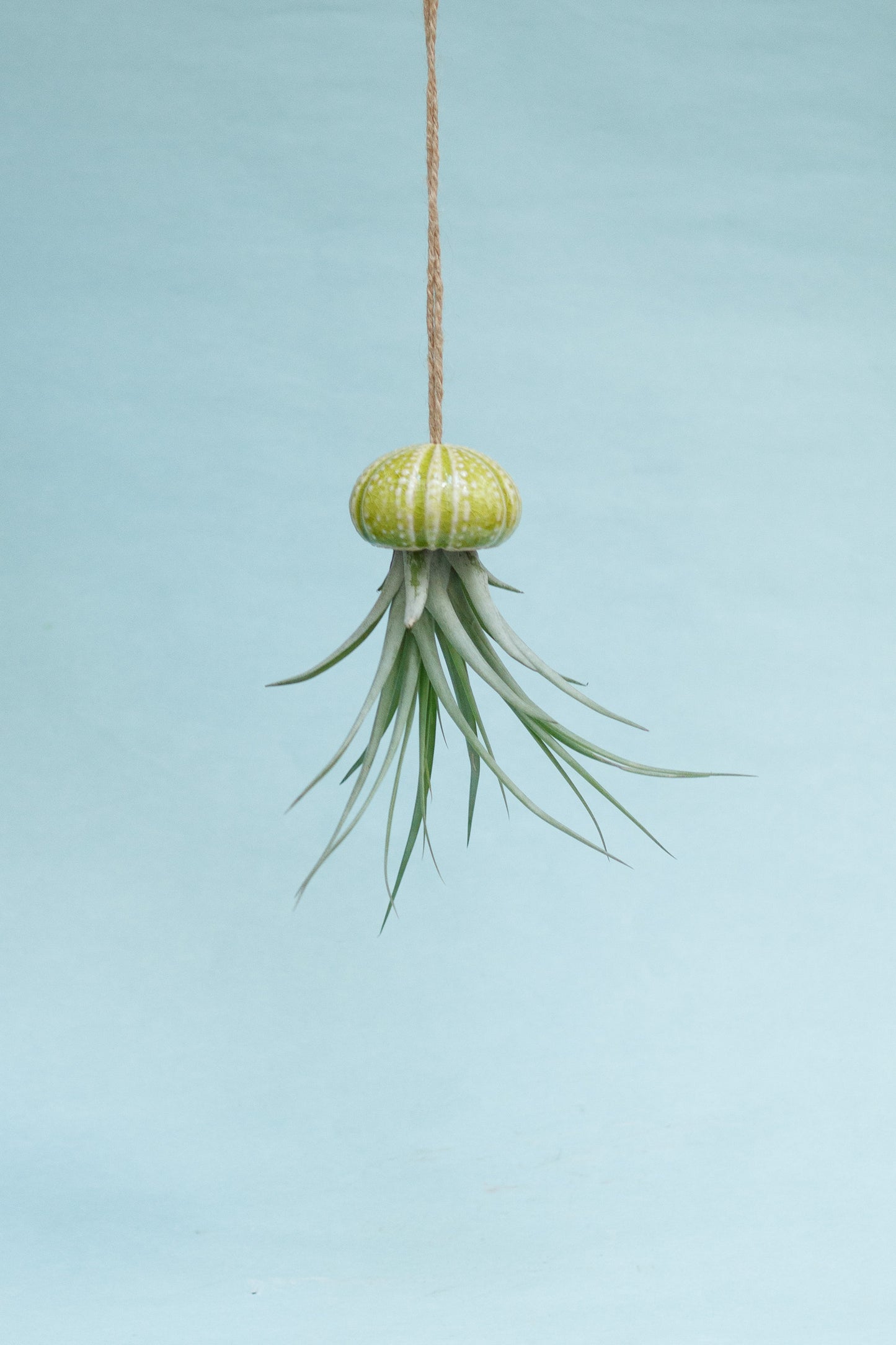 Keramik Luftpflanzenhalter „KITO“ – Qualle mit Tillandsia