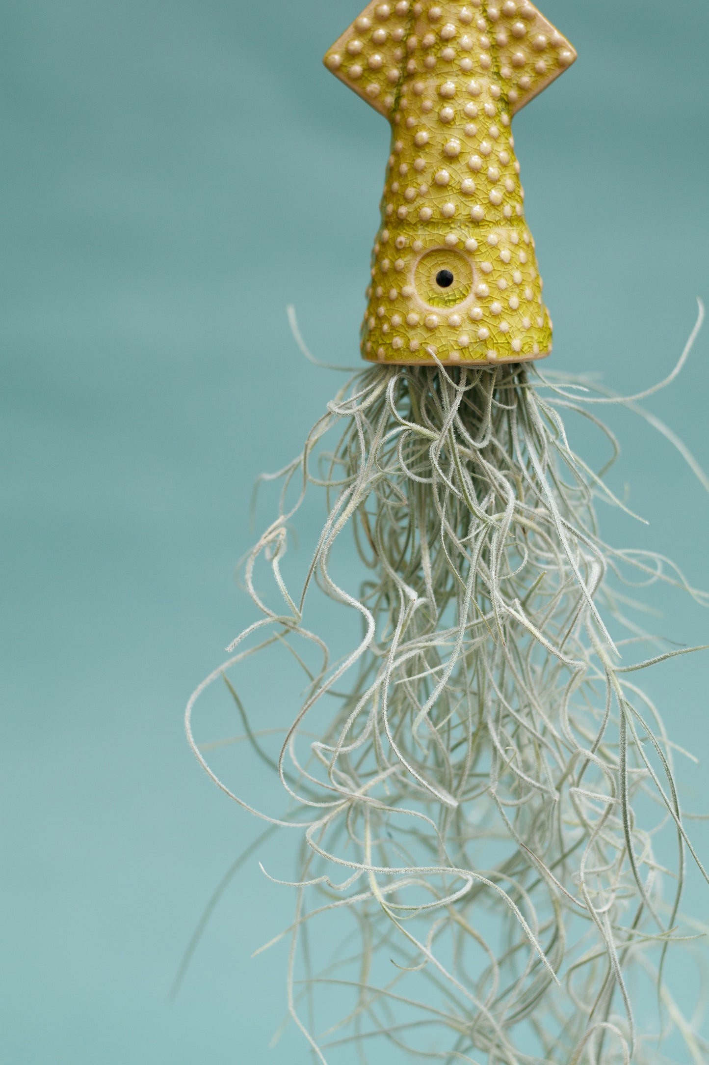 Keramik Luftpflanzenhalter „KUMO“ – Tintenfisch mit Tillandsia