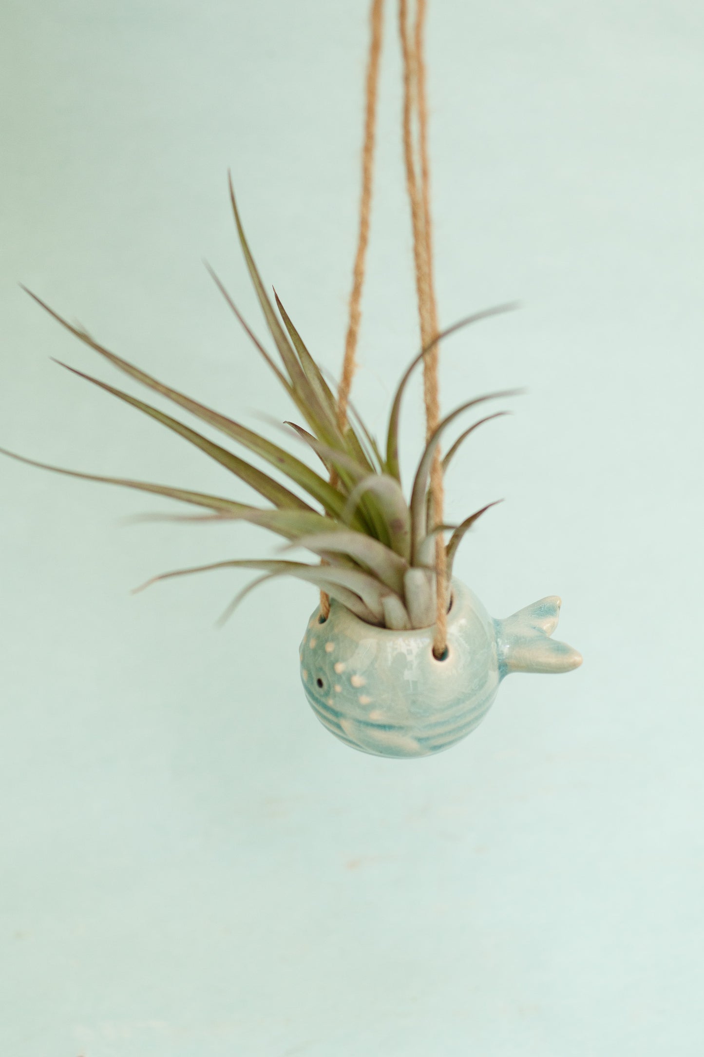 Keramik Luftpflanzenhalter „PEPE“ – Fisch mit Tillandsia