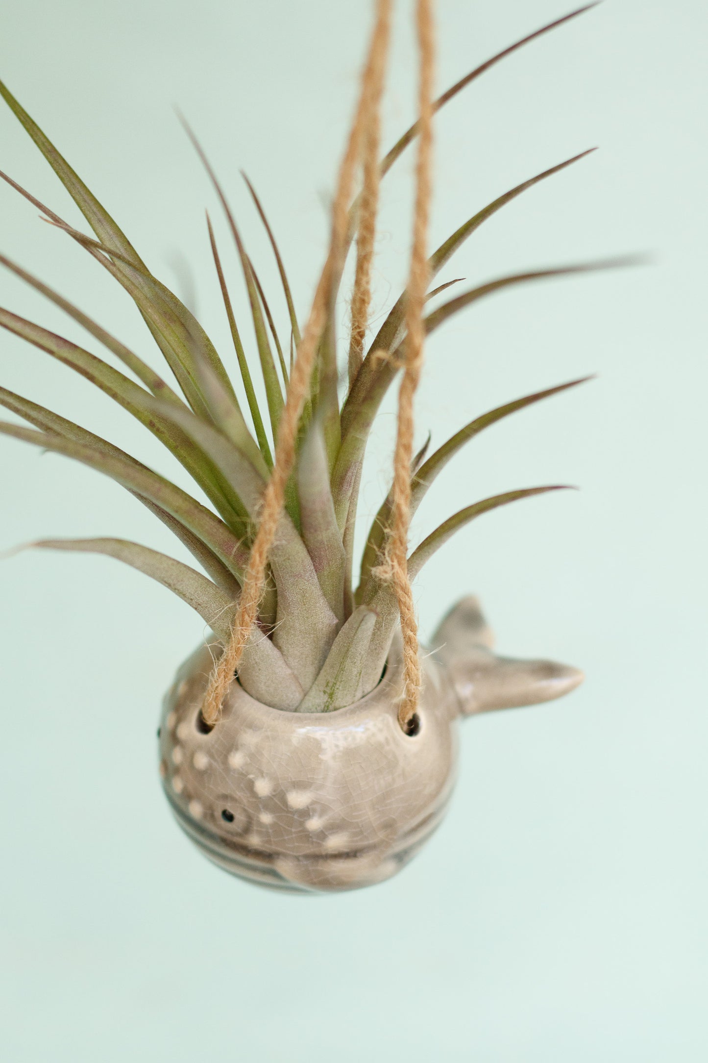 Keramik Luftpflanzenhalter „PEPE“ – Fisch mit Tillandsia