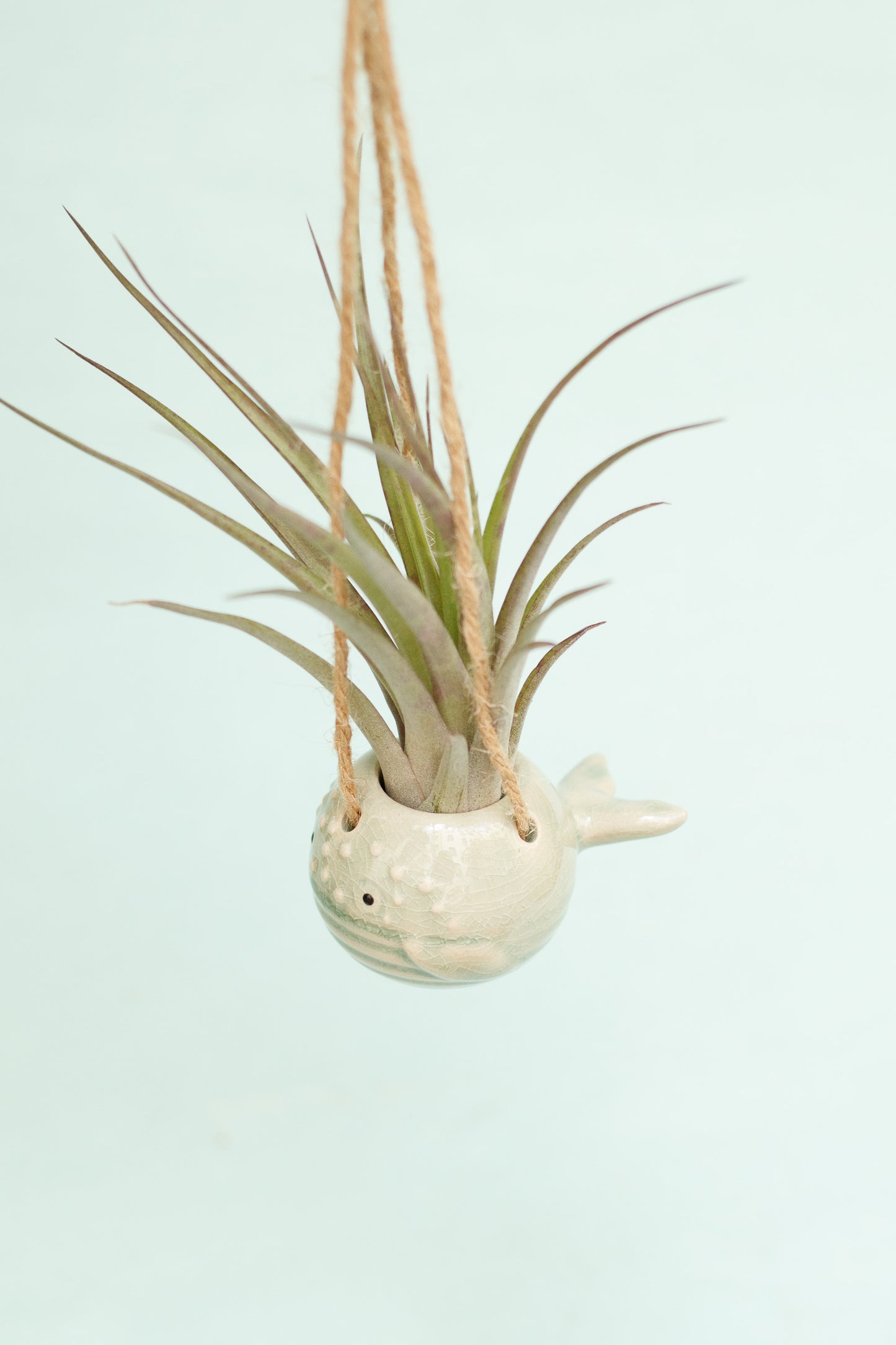 Keramik Luftpflanzenhalter „PEPE“ – Fisch mit Tillandsia