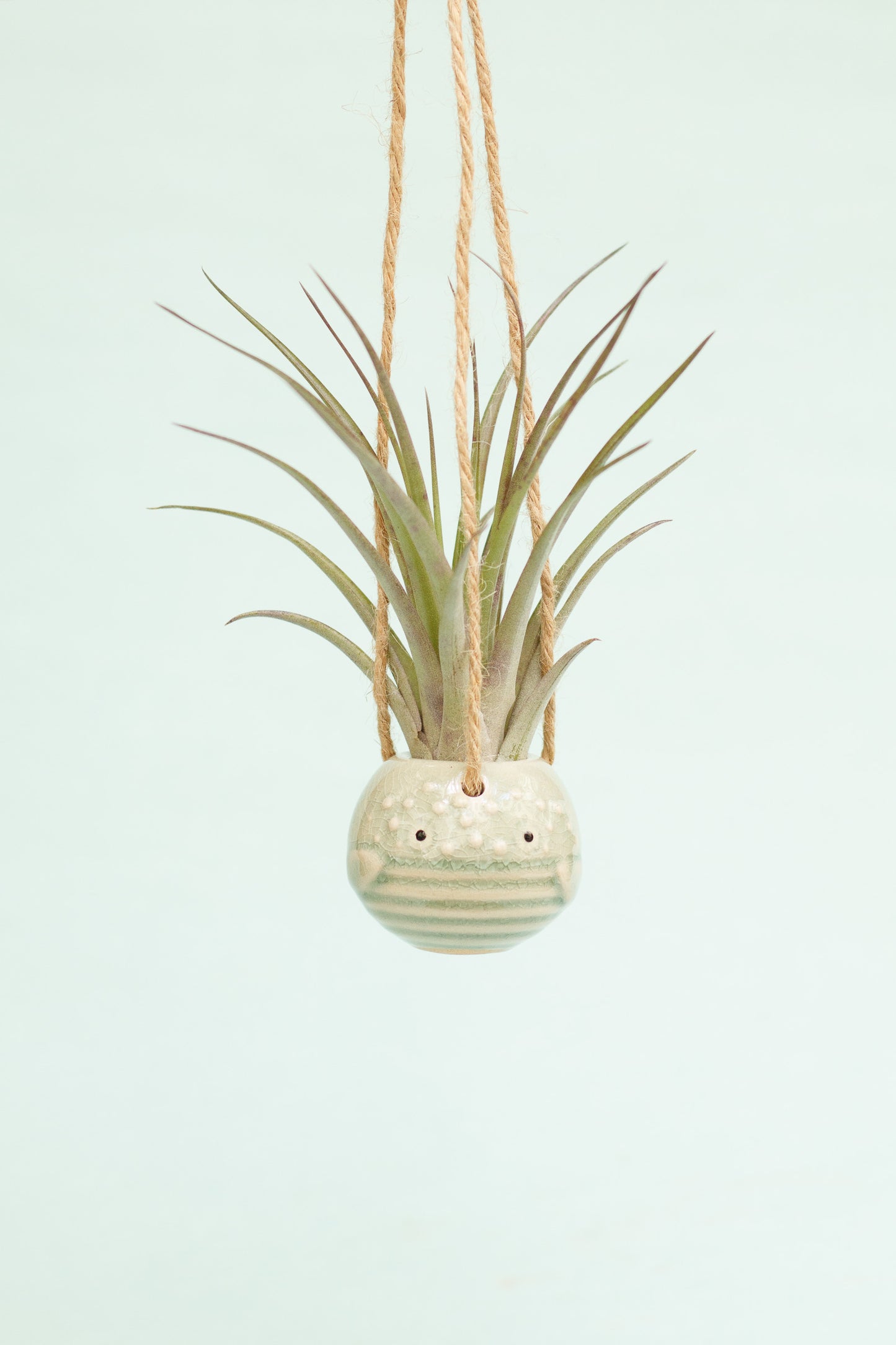 Keramik Luftpflanzenhalter „PEPE“ – Fisch mit Tillandsia