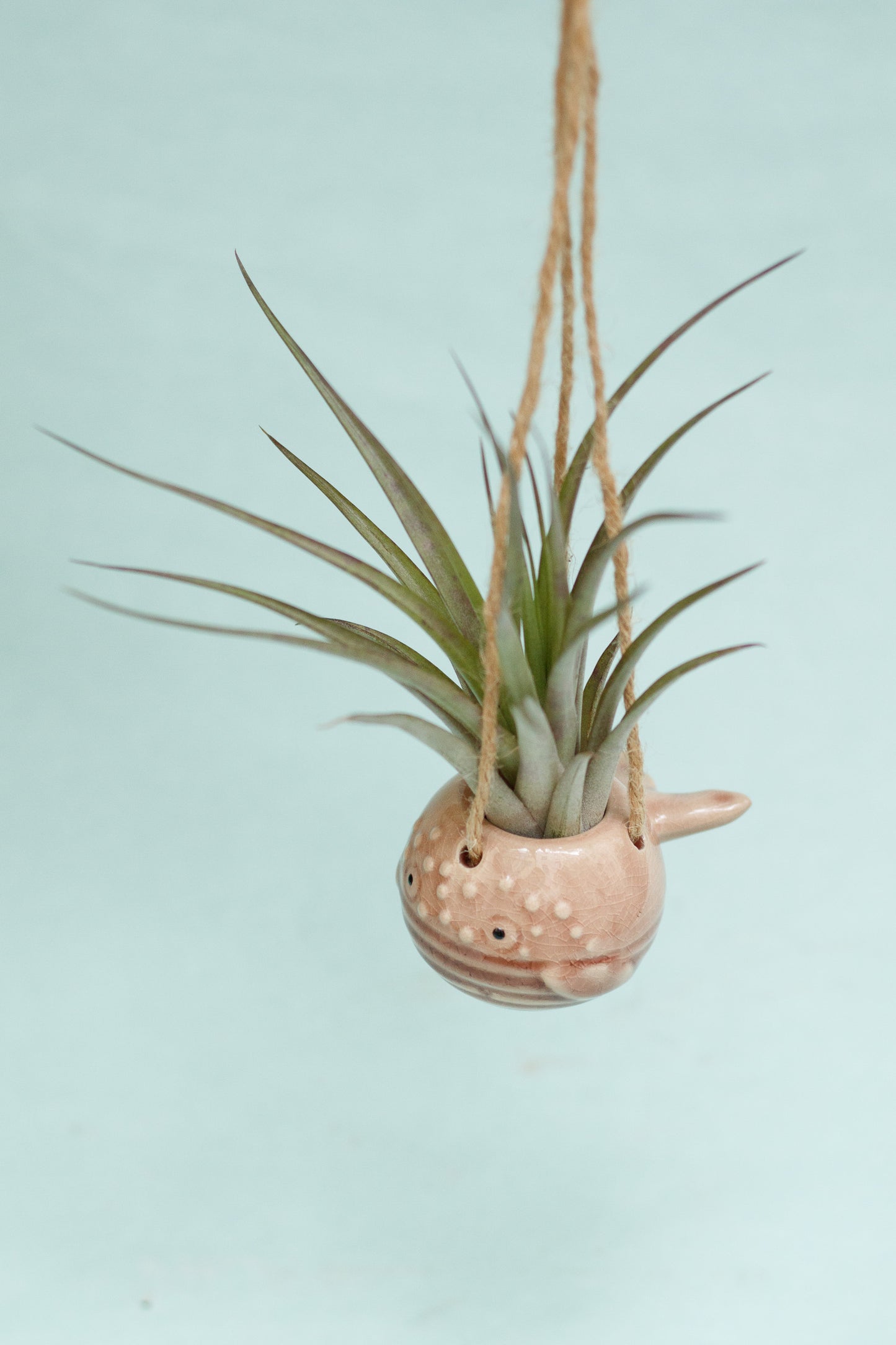 Keramik Luftpflanzenhalter „PEPE“ – Fisch mit Tillandsia