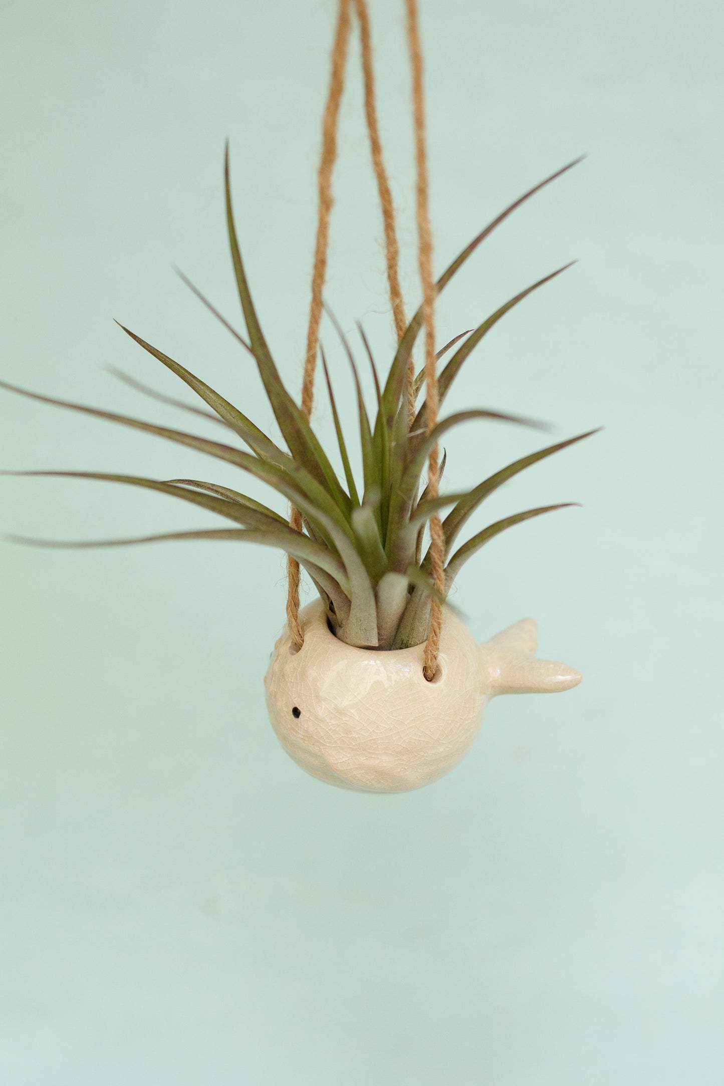 Keramik Luftpflanzenhalter „PEPE“ – Fisch mit Tillandsia