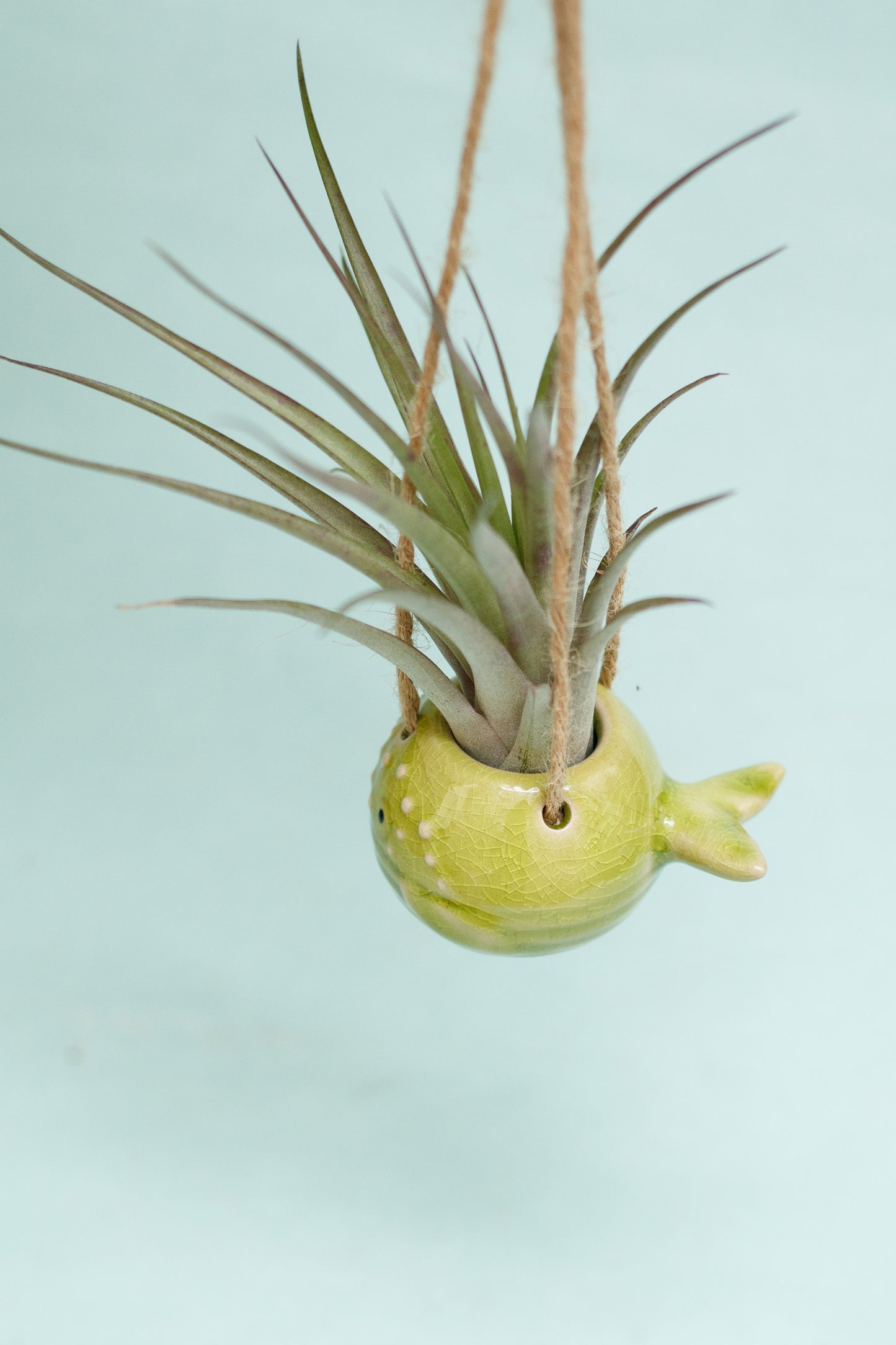 Keramik Luftpflanzenhalter „PEPE“ – Fisch mit Tillandsia