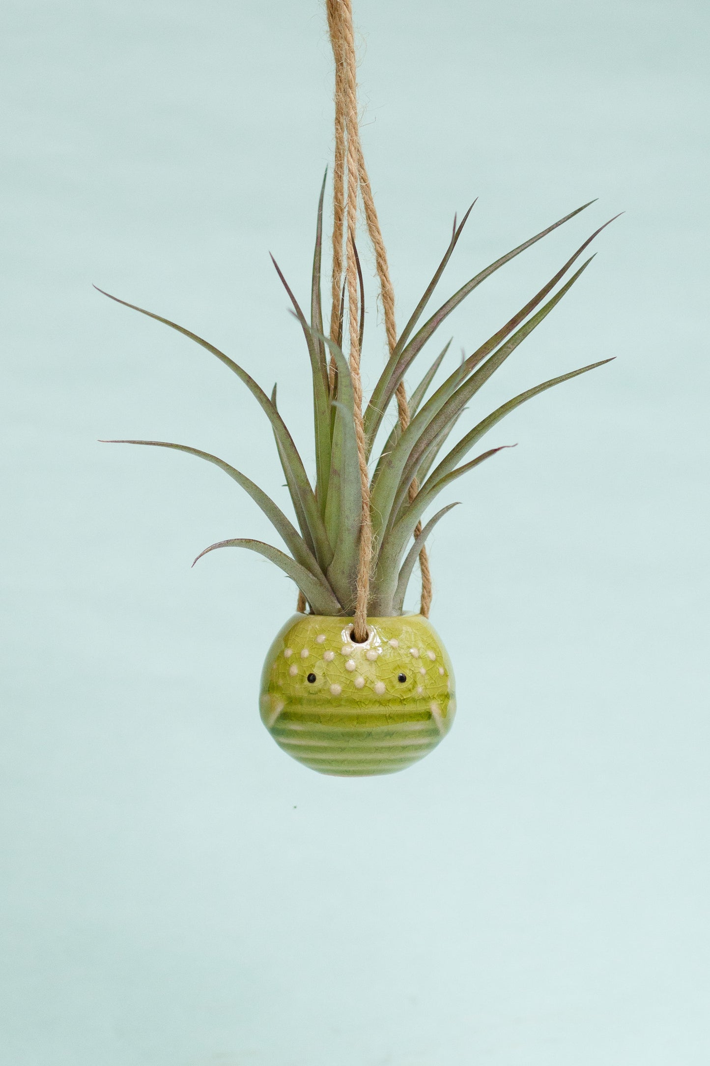 Keramik Luftpflanzenhalter „PEPE“ – Fisch mit Tillandsia