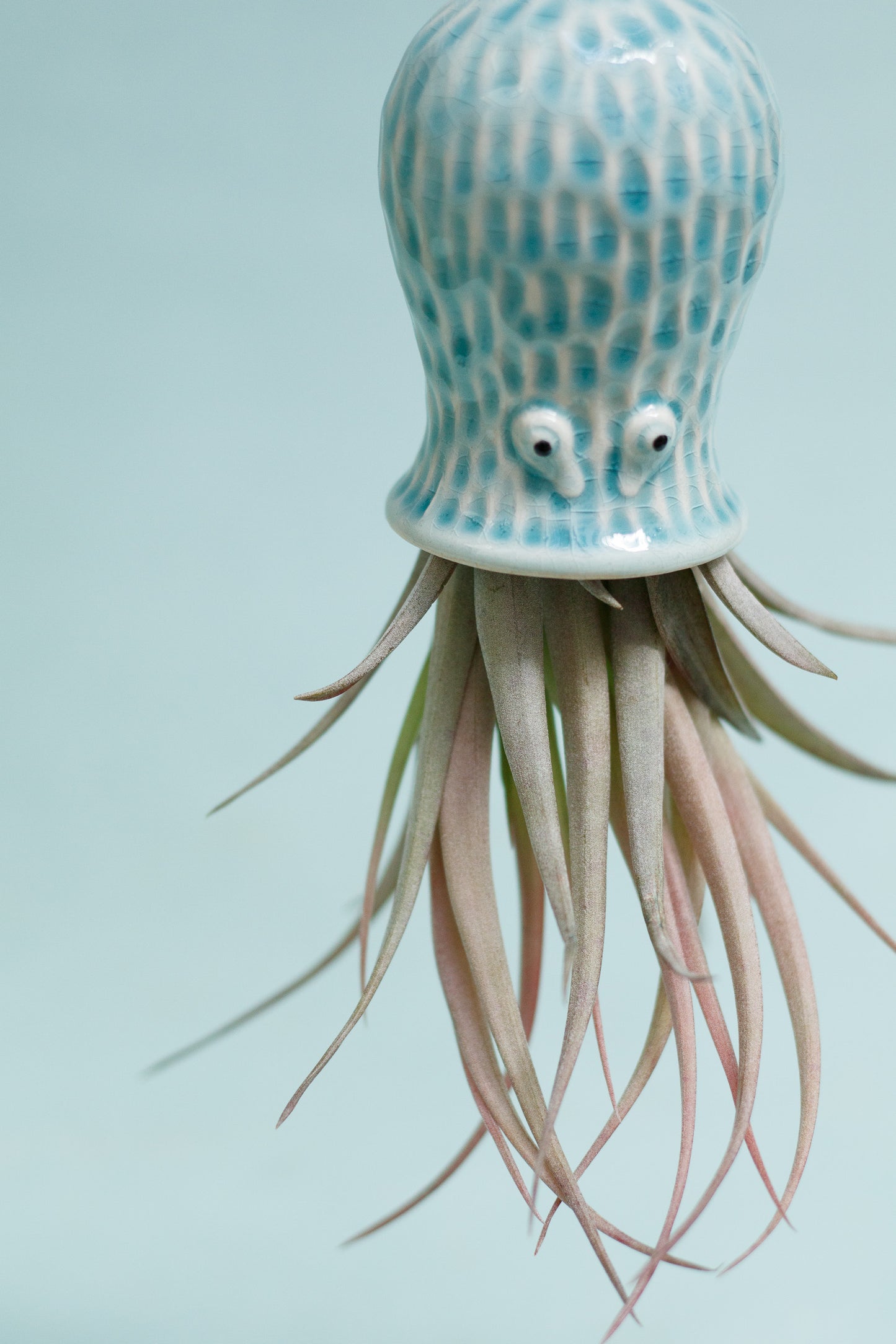 Keramik Luftpflanzenhalter „RAY“ – Oktopus mit Tillandsia