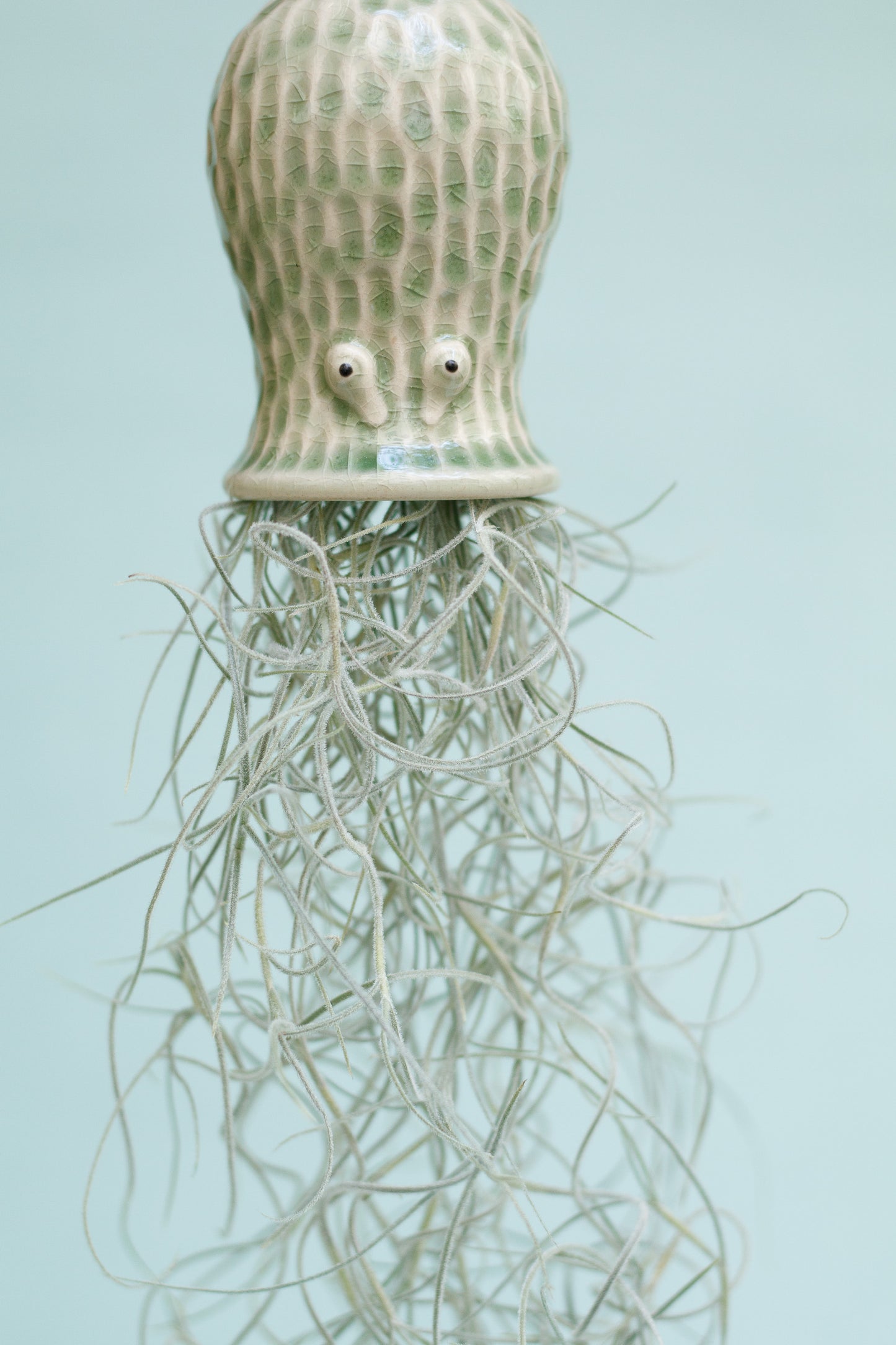 Keramik Luftpflanzenhalter „RAY“ – Oktopus mit Tillandsia