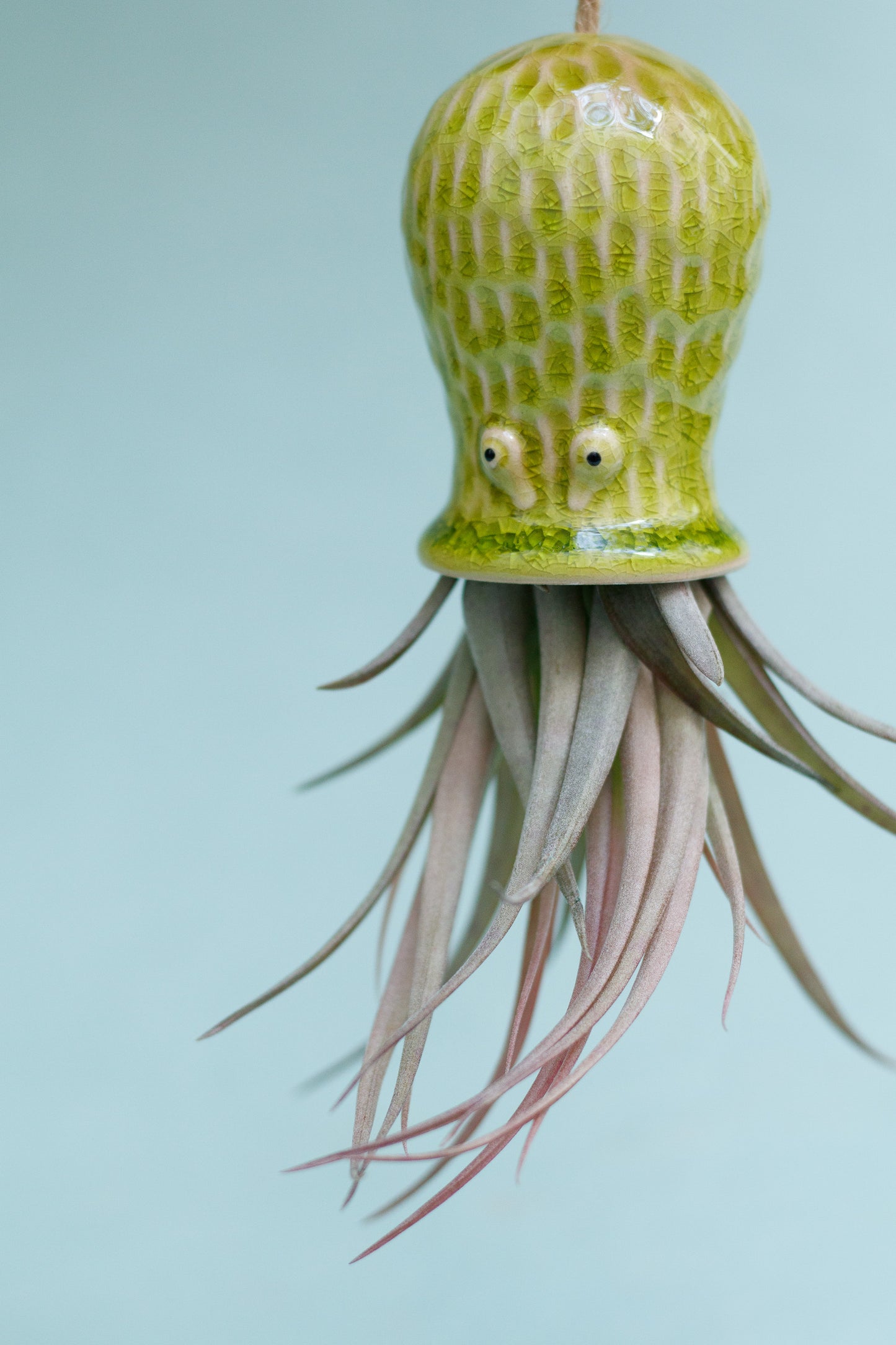 Keramik Luftpflanzenhalter „RAY“ – Oktopus mit Tillandsia